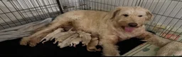 Mini Goldendoodle dogs for sale: F1B Mini Goldendoodle Boy -12 weeks old - Advert 7