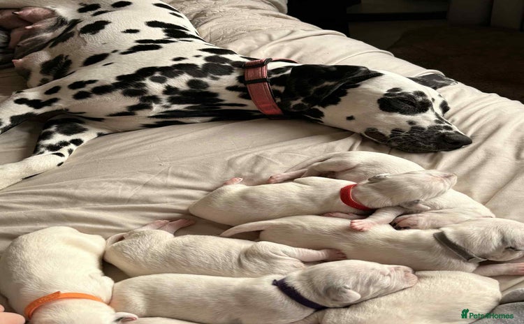 Dalmatian dogs - Advert 1