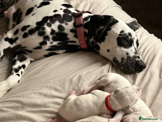 Dalmatian dogs - Advert 1