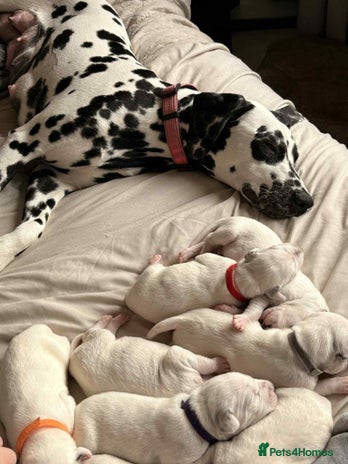 Dalmatian dogs - Advert 2