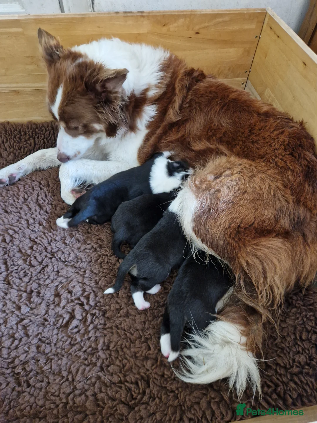 Border Collie dogs for sale: ISDS Border Collie Pups - Advert 2