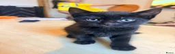 Mixed Breed cats for sale: Kittens in Birmingham - Advert 7