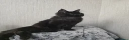 Maine Coon cats for sale: Male Maine Coon Black Smoke - Advert 3