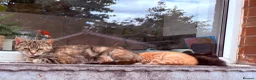 Mixed Breed cats for sale: READY NOW Bengal x kittens  - Advert 7