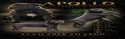 Staffordshire Bull Terrier dogs for stud: Kenbloom Mcintosh  - Advert 6