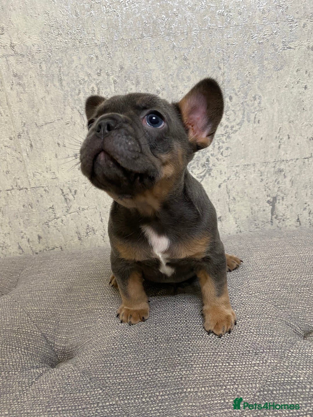 French Bulldog dogs for sale: KC Registered French Bulldog Puppies - Advert 3