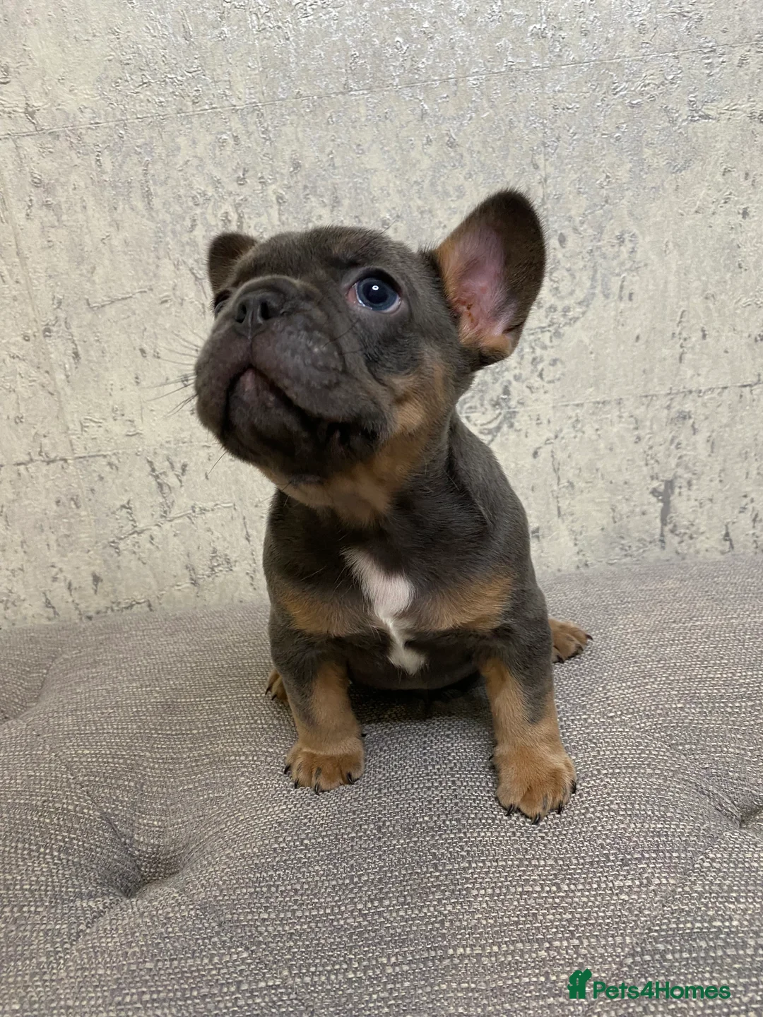 French Bulldog dogs for sale: KC Registered French Bulldog Puppies - Advert 3