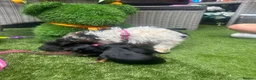 Yorkshire Terrier dogs for sale: Yorkie Buer - Advert 5