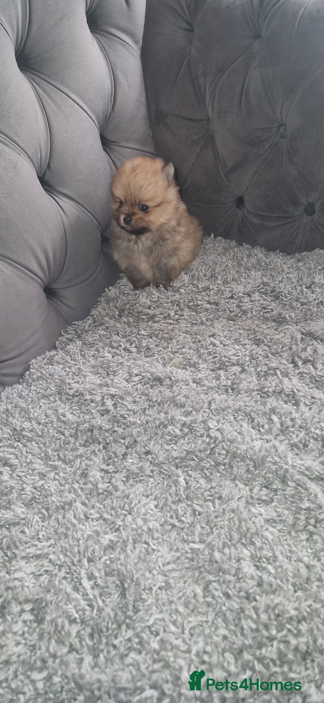 Pomeranian dogs for sale: Pomeranian Puppies  - Advert 13