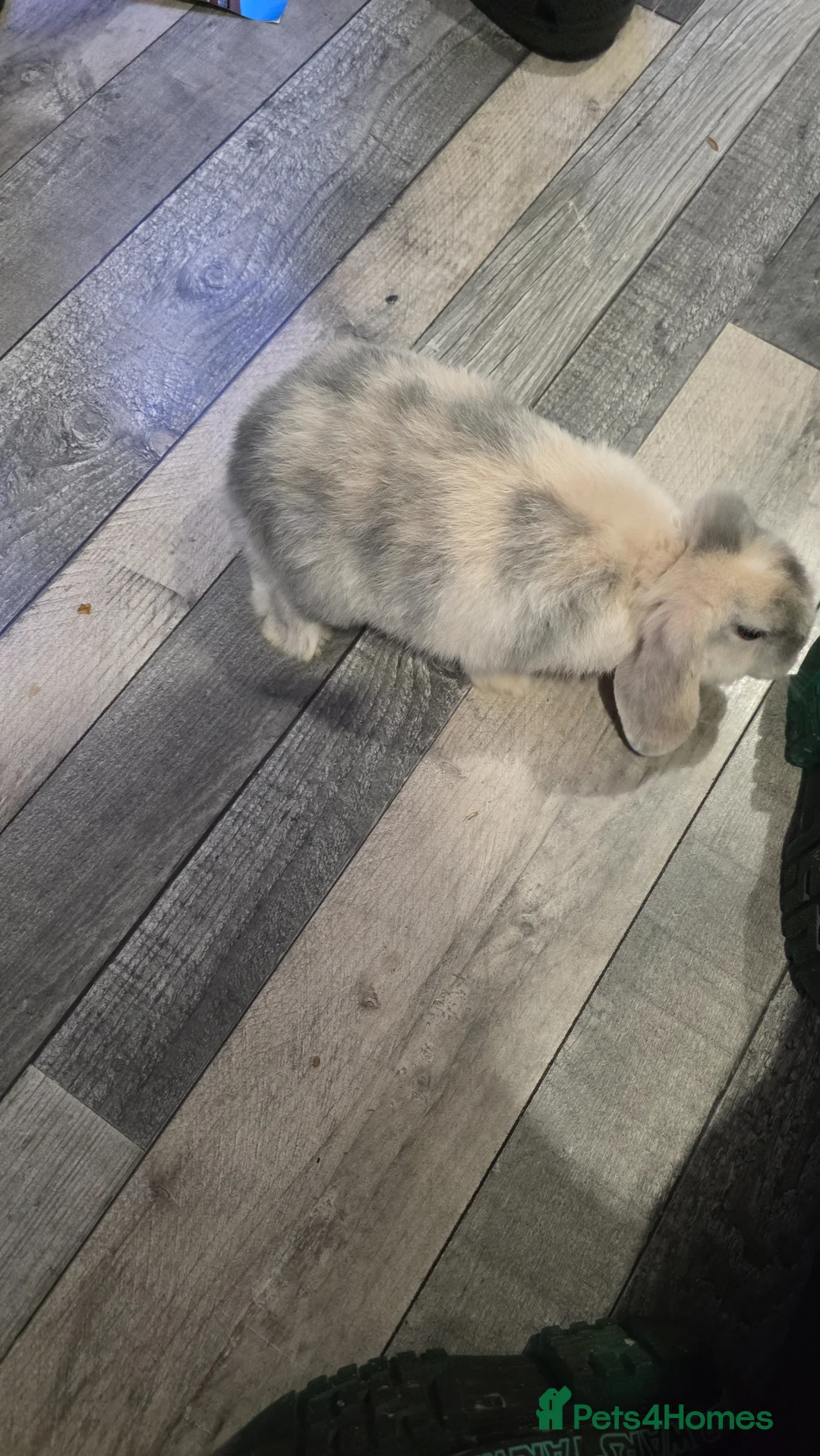 Mini Lop rabbits for sale: Mini lop male beautiful rabbit 10 weeks old  - Advert 2