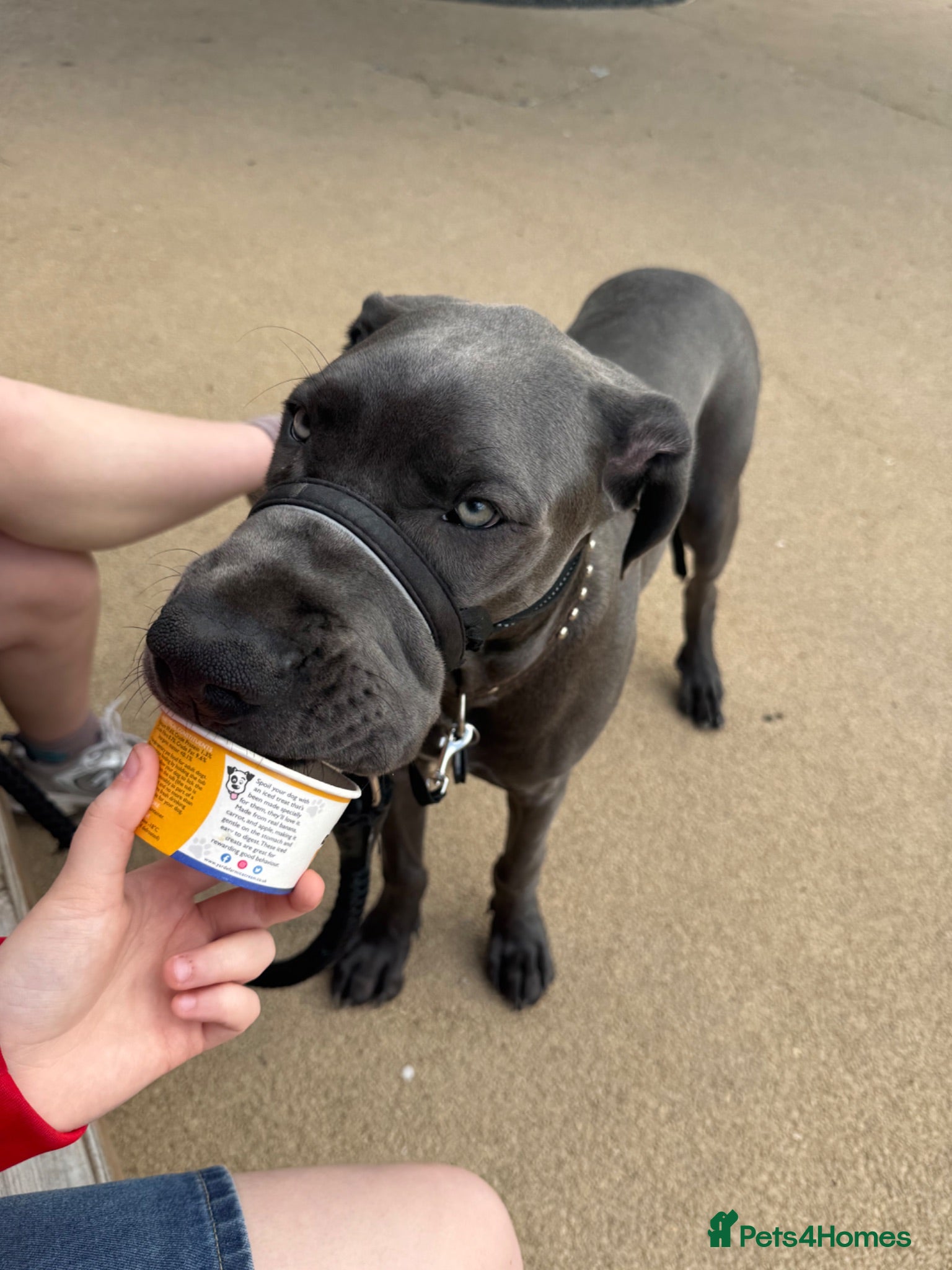 Great Dane dogs Great Dane (blue) for sale - Advert 2