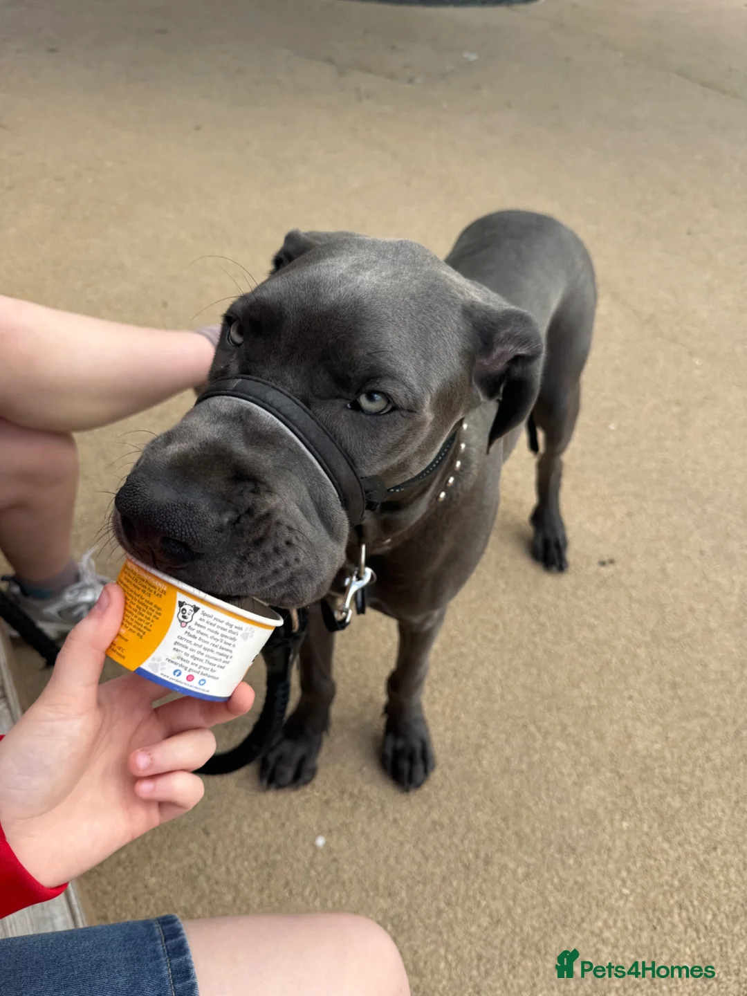Great Dane dogs for sale: Great Dane (blue) for sale - Advert 2