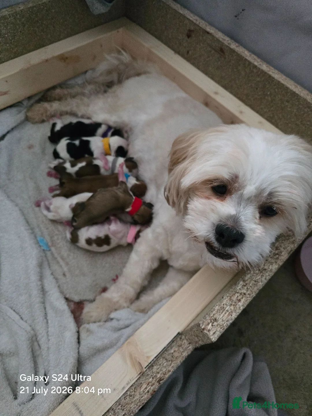 Lhasa Apso dogs for sale: KC REG LHASO APSO PUPS  - Advert 9