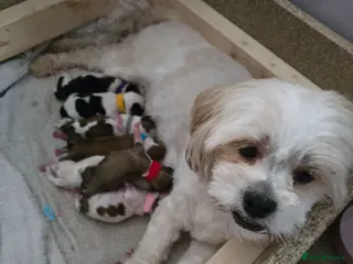 Lhasa Apso dogs KC REG LHASA APSO PUPS - Advert 2