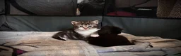 Mixed Breed cats for sale: Mixed breed kittens  in Rotherham - Advert 7