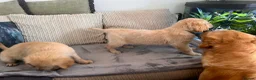 Golden Retriever dogs for sale:  kc registered Golden retriever pappys cornwall  in Saint Ives - Advert 10