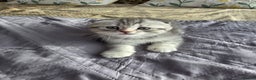 Scottish Fold cats for sale: Tabby Scottish Fold Kittens - Advert 27