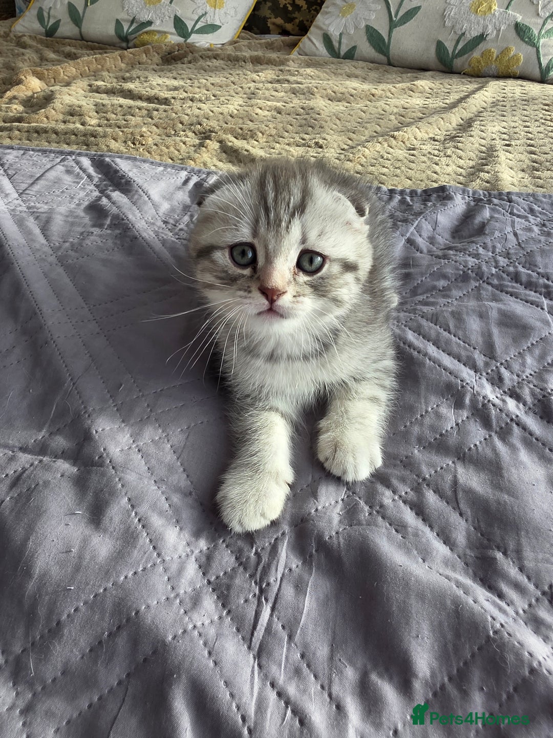 Scottish Fold cats for sale: Tabby Scottish Fold Kittens - Advert 27
