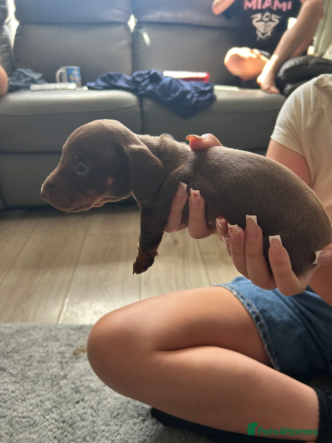 Miniature Dachshund dogs for sale: Miniature dachshund  - Advert 2