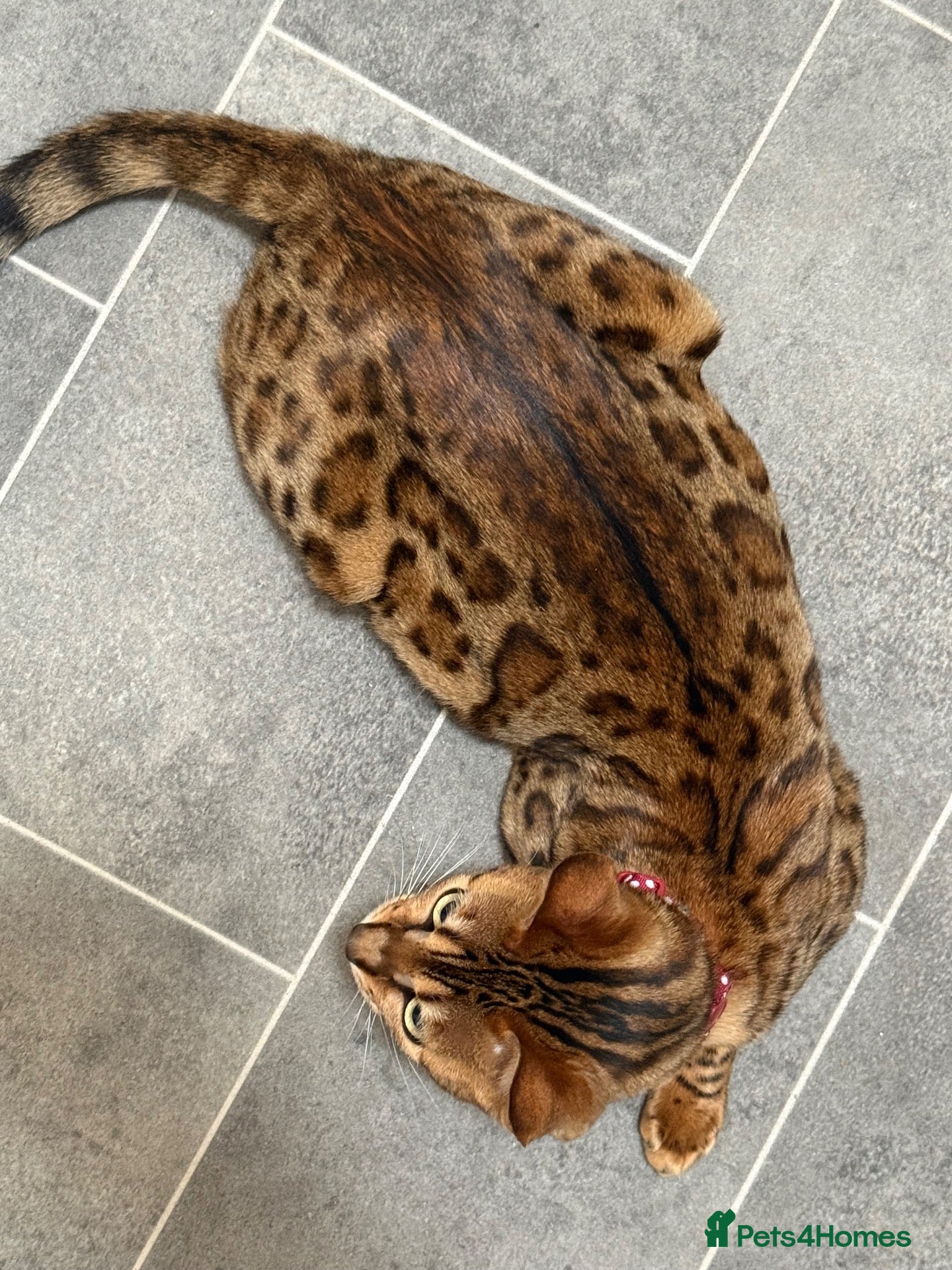 Bengal cats for sale: 1/2 bengal kittens available - Advert 2