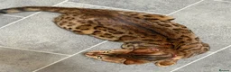 Bengal cats for sale: 1/2 bengal kittens available in London - Advert 1