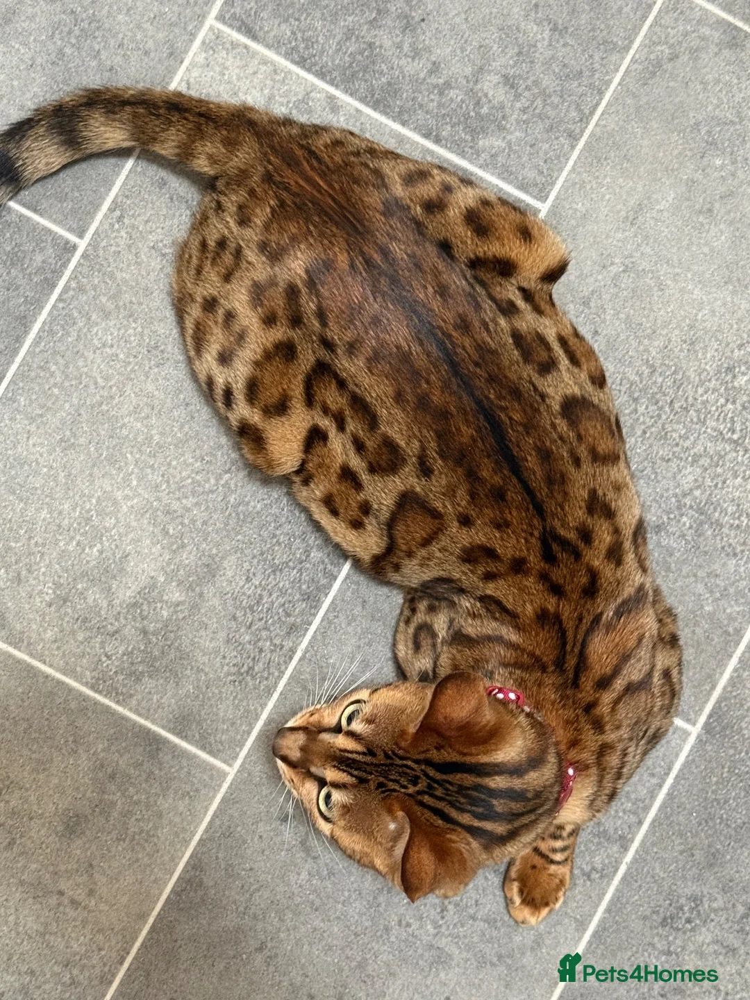 Bengal cats for sale: 1/2 bengal kittens available in London - Advert 1