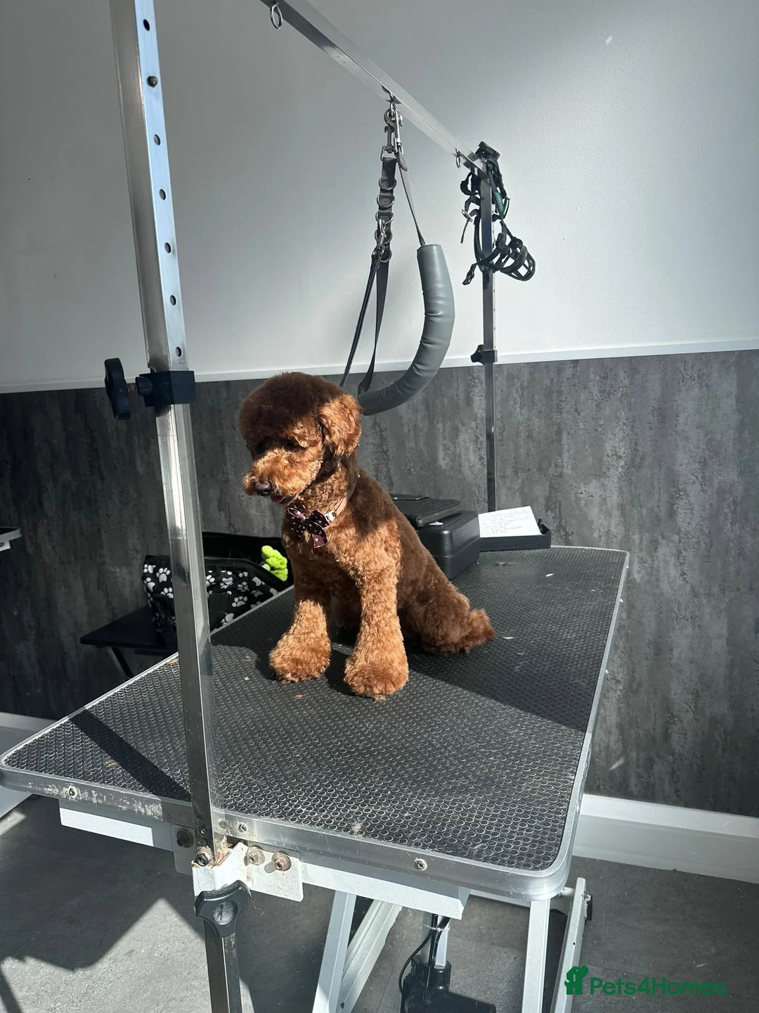 Toy Poodle dogs for stud: Toy poodle for STUD (dark red) - Advert 15