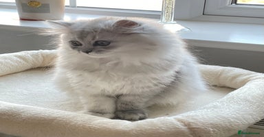 Persian cats - Advert 11