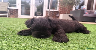 Miniature Schnauzer dogs - Advert 6