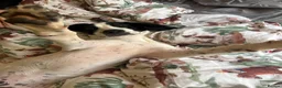 Mixed Breed dogs for sale: 6 month old male springer spaniel x foxhound  in Pontefract - Advert 8