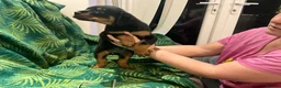 Rottweiler dogs for sale: Rottweiler puppies - Advert 4