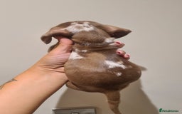 Miniature Dachshund dogs for sale: Smooth haired daxies available 3boys 3 girls - Image 8
