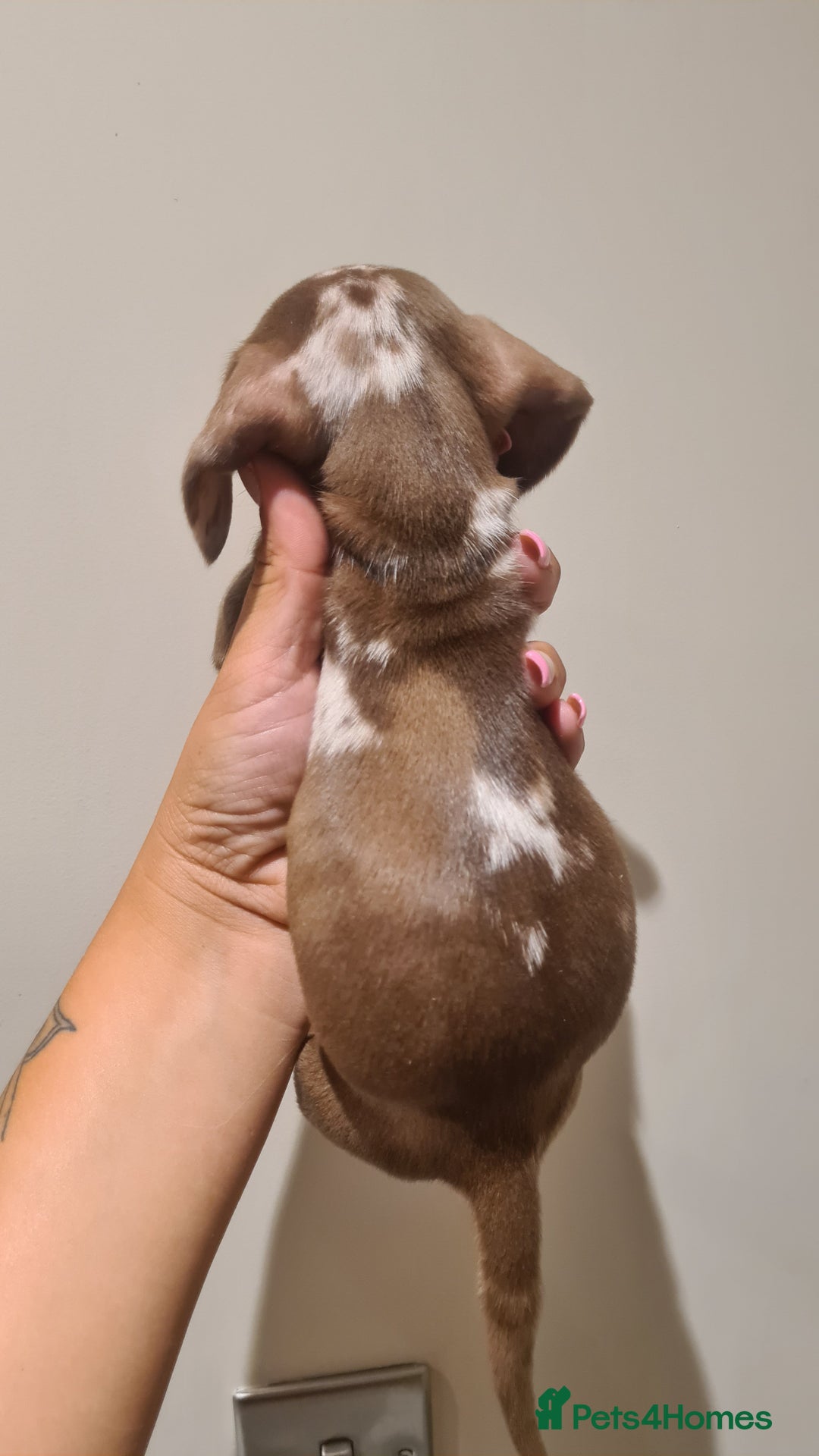 Miniature Dachshund dogs for sale: Smooth haired daxies available 3boys 3 girls - Image 8