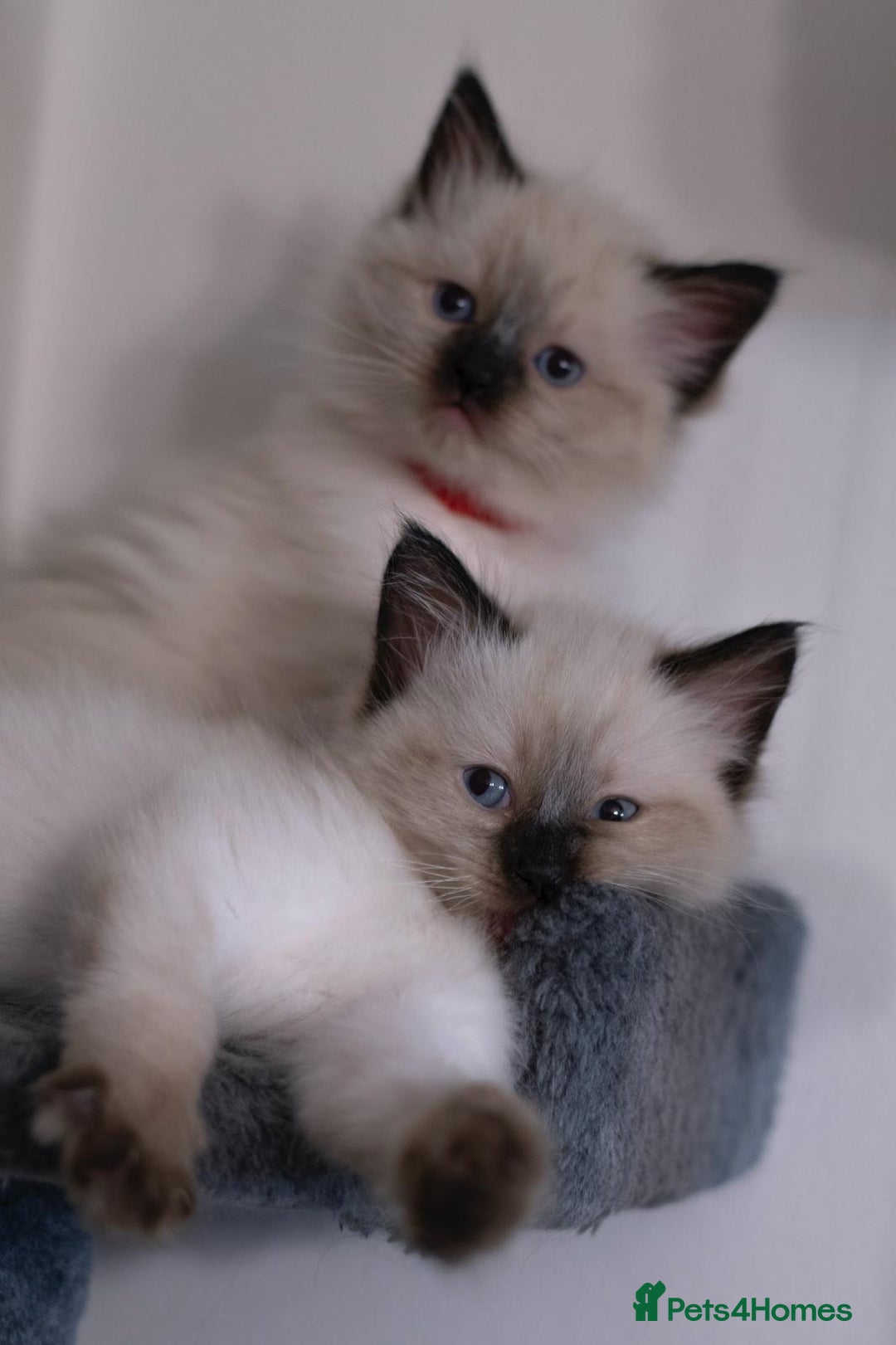 Ragdoll cats for sale: 🏅Last 2 GCCF Ragdoll kittens Ready now - Advert 34