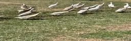 Ducks poultry for sale: Indian runner ducks - Advert 3