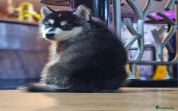Alaskan Malamute dogs for sale: Full pedigree Alaskan Malamute Puppies - Image 8