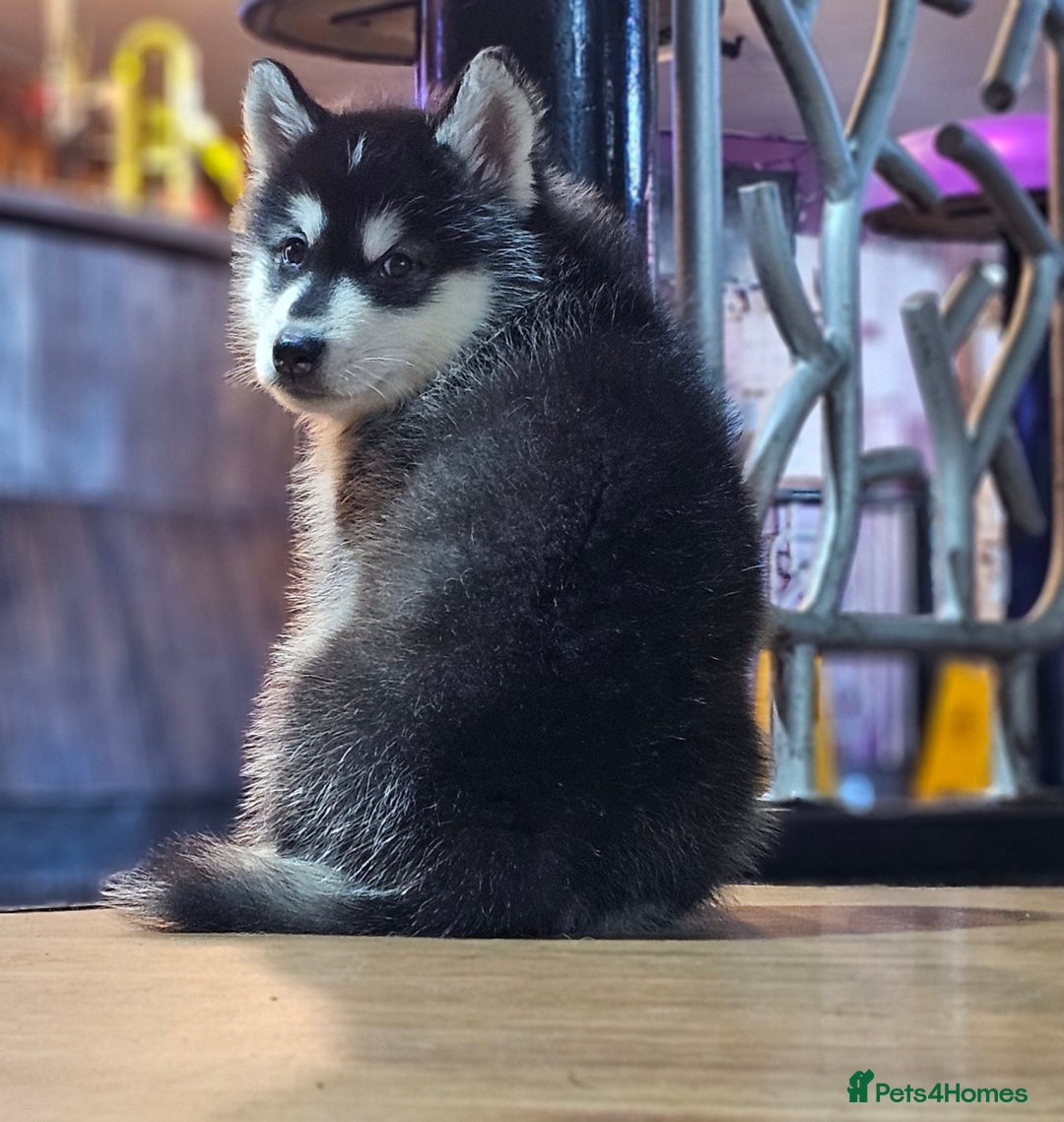 Alaskan Malamute dogs for sale: Full pedigree Alaskan Malamute Puppies - Image 8