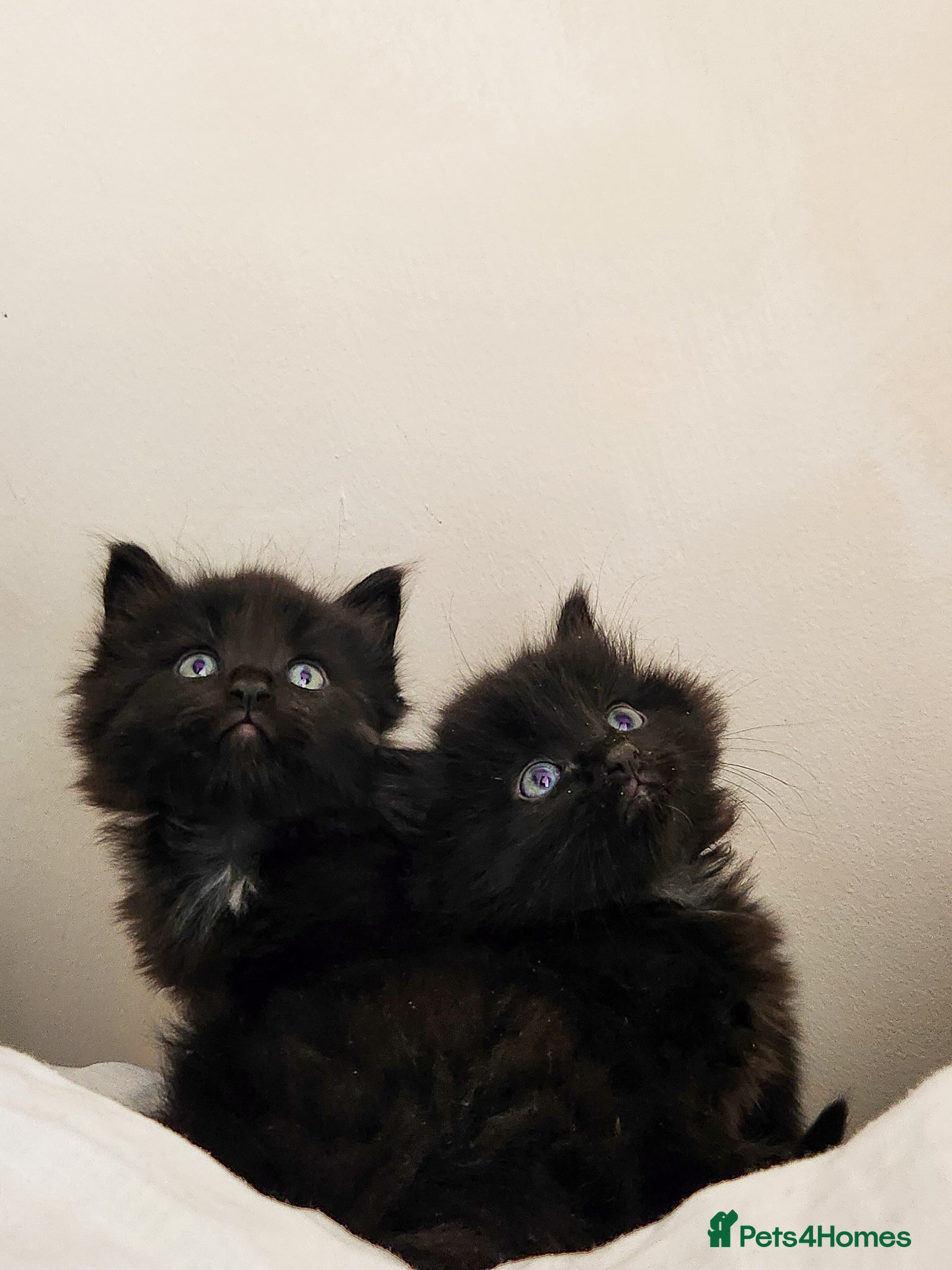 Norwegian Forest Cat cats 🐾 Loving Fluffy Kittens for New Homes - Advert 1