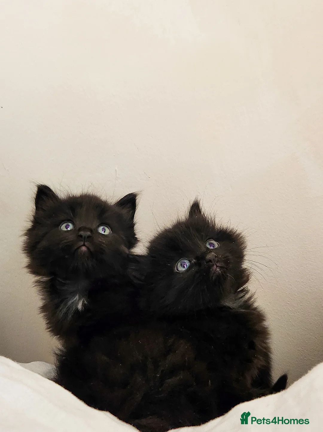 Norwegian Forest Cat cats for sale: 🐾 Loving Fluffy Kittens for New Homes - Advert 1