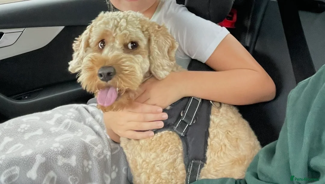 Cockapoo dogs for sale: TEDDY - Advert 2