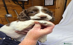 English Springer Spaniel dogs for sale: Calm,Adorable, beautiful Springer spaniel puppies. - Image 2