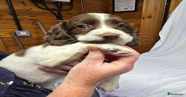 English Springer Spaniel dogs - Advert 7