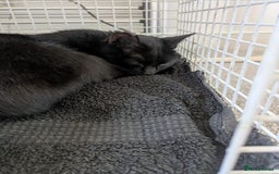 Mixed Breed cats for sale: Lovely little kittens - Image 1