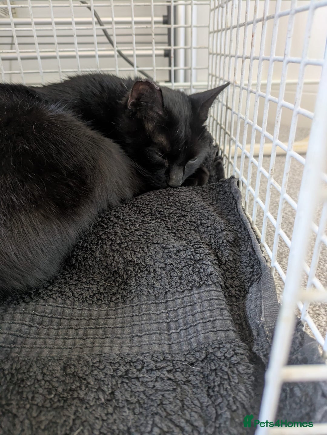 Mixed Breed cats for sale: Lovely little kittens - Image 1