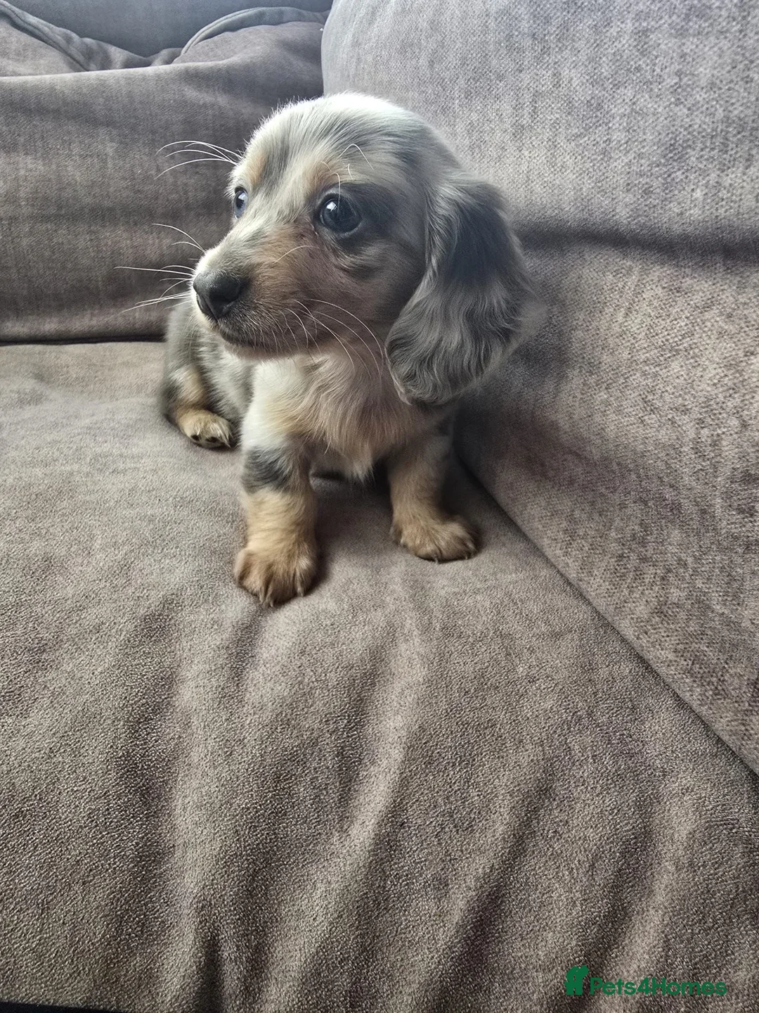 Miniature Dachshund dogs for sale: Stunning miniature dachshund boys in Grays - Advert 10