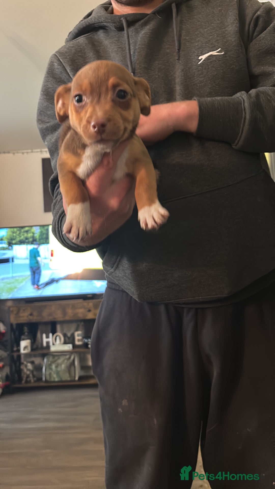 Jack Russell dogs for sale: Beautiful miniature pure Jack Russell’s  - Advert 13