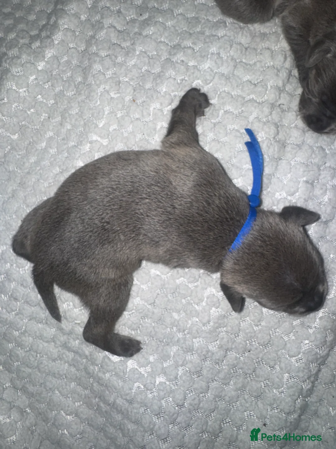 Staffordshire Bull Terrier dogs for sale: Solid Blue staff puppies  - Advert 9