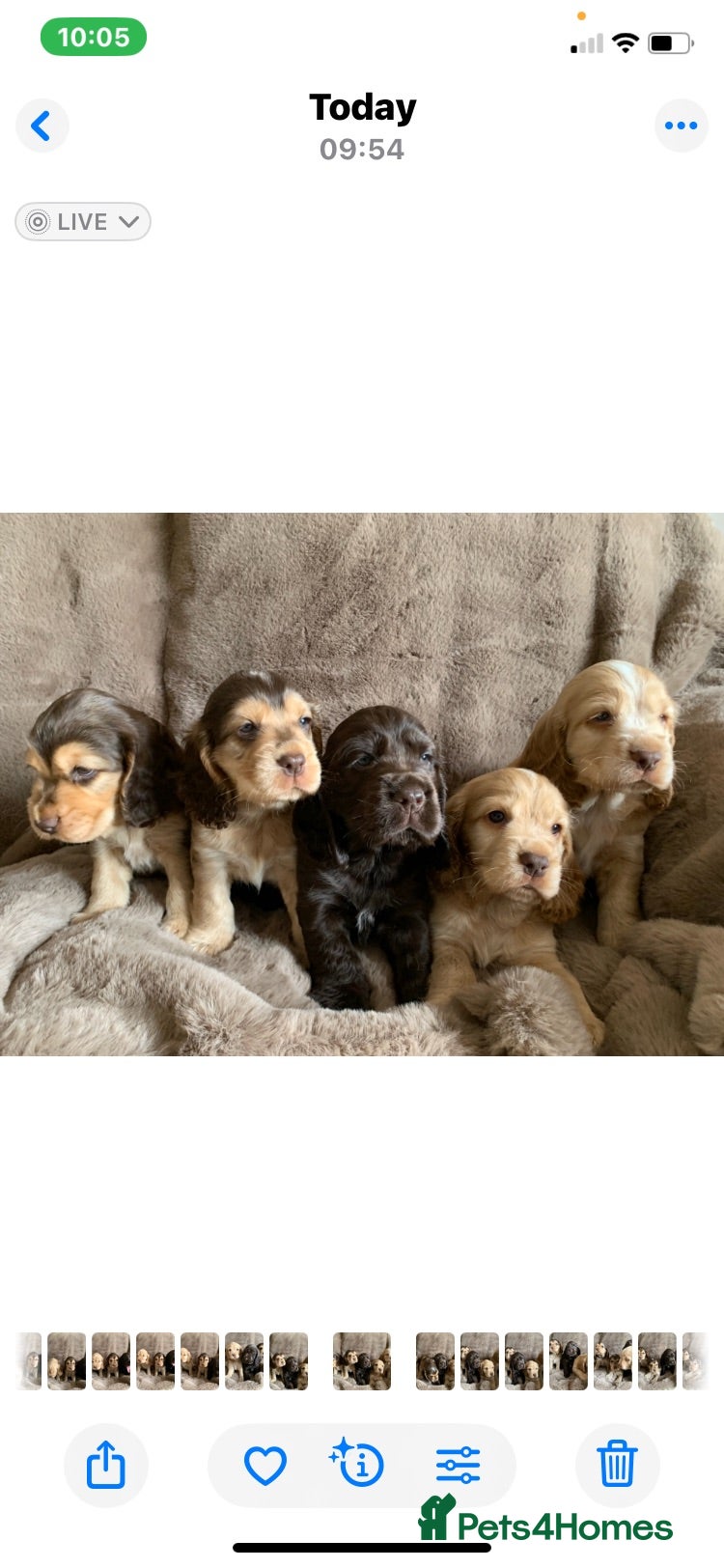 Cocker Spaniel dogs KC Show Type Cocker Spaniels - Advert 2