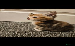 Mixed Breed cats for sale: Half ragdoll kittens - Image 5