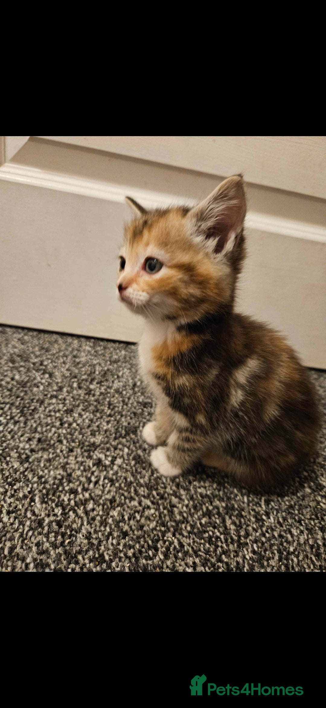 Mixed Breed cats for sale: Half ragdoll kittens - Image 5